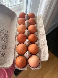 Œufs fécondés - Photo 2