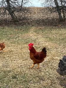 Œufs fécondés - Photo 3