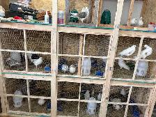 pigeons for sale