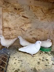 pigeons for sale - Photo 2