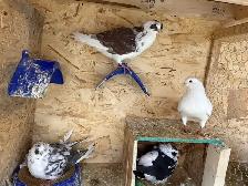 pigeons for sale - Photo 4