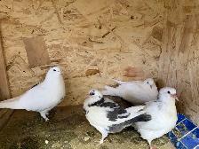 pigeons for sale - Photo 5