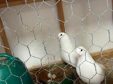 pigeons for sale - Photo 6