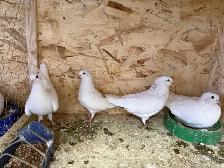 pigeons for sale - Photo 7