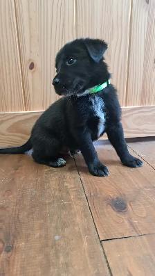 Border Collie/ Labrador Puppies!