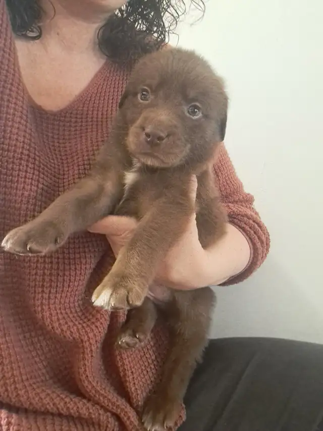 Border Collie/ Labrador Puppies! - Photo 2