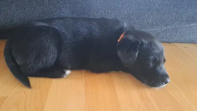 Border Collie/ Labrador Puppies! - Photo 3