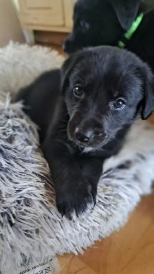 Border Collie/ Labrador Puppies! - Photo 4