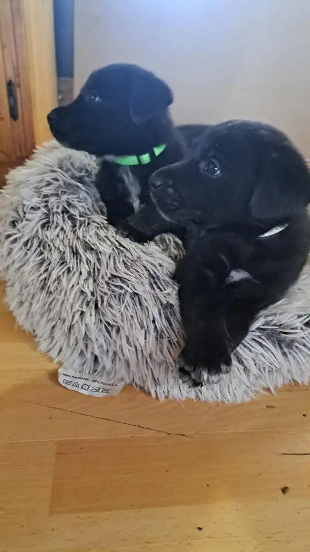 Border Collie/ Labrador Puppies! - Photo 5