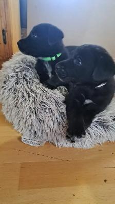 Border Collie/ Labrador Puppies! - Photo 5