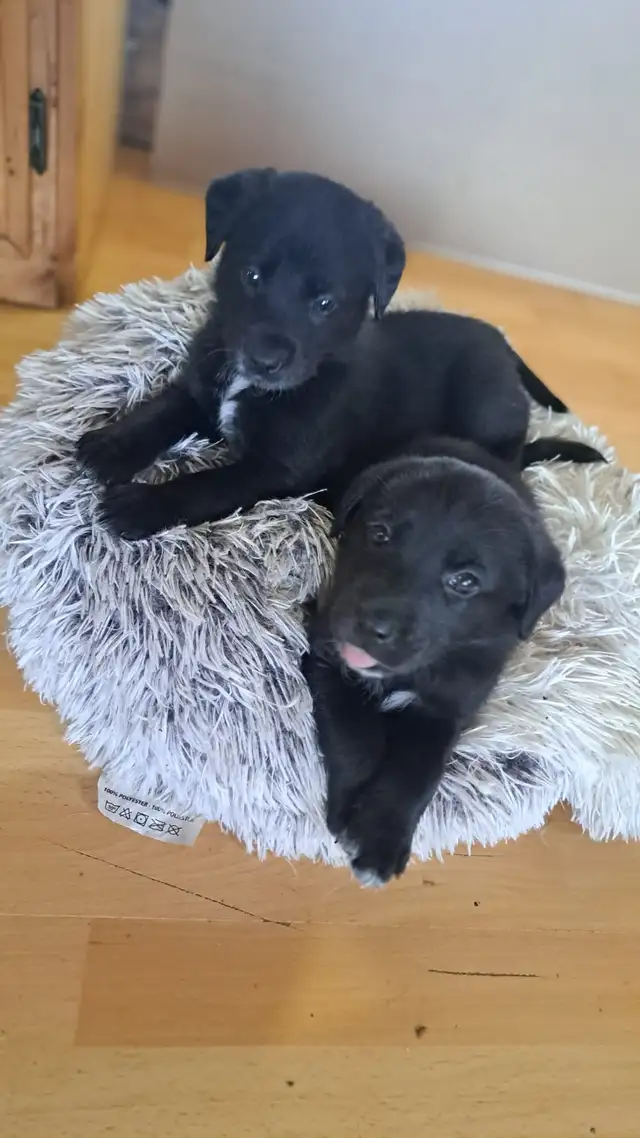 Border Collie/ Labrador Puppies! - Photo 6