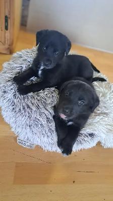 Border Collie/ Labrador Puppies! - Photo 6