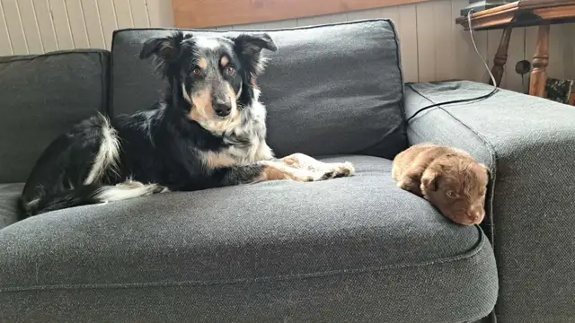 Border Collie/ Labrador Puppies! - Photo 7