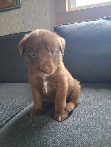 Border Collie/ Labrador Puppies! - Photo 8