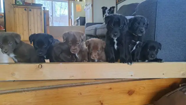 Border Collie/ Labrador Puppies! - Photo 9
