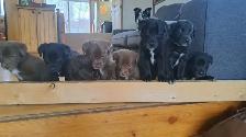 Border Collie/ Labrador Puppies! - Photo 9