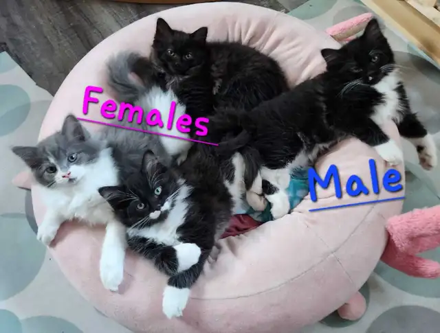 Beautiful Ragdoll kittens