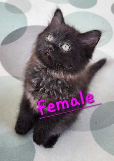 Beautiful Ragdoll kittens - Photo 2