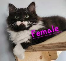 Beautiful Ragdoll kittens - Photo 4