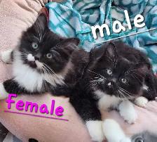 Beautiful Ragdoll kittens - Photo 6