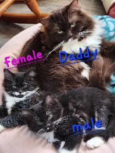 Beautiful Ragdoll kittens - Photo 7