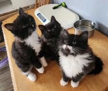 Beautiful Ragdoll kittens - Photo 8