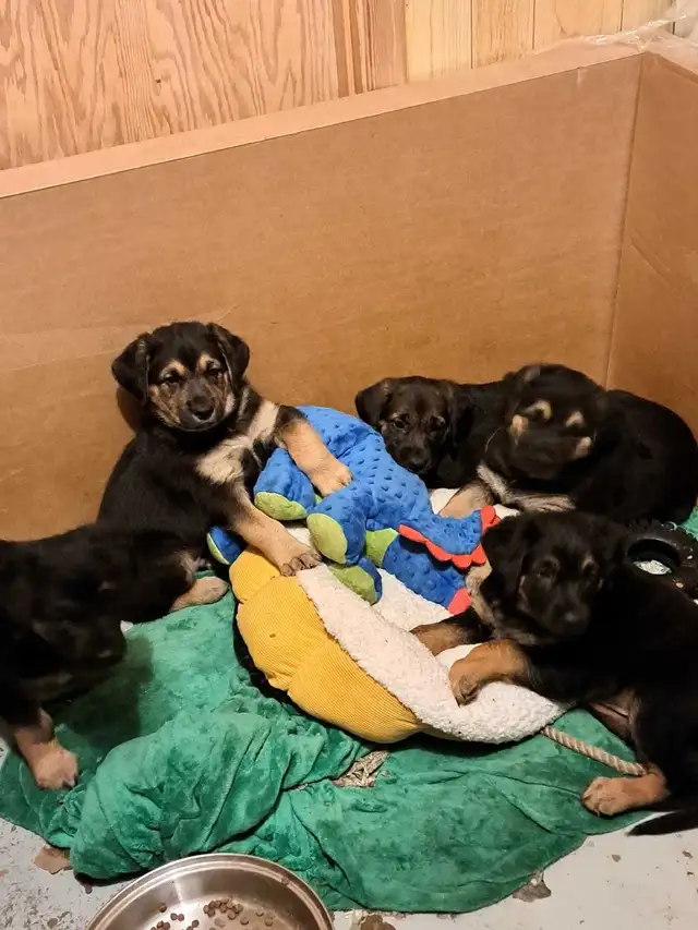 3 German Shepherd Puppies