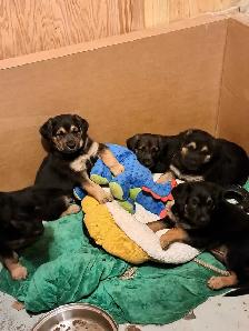 3 German Shepherd Puppies