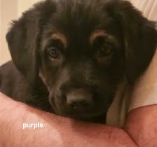 3 German Shepherd Puppies - Photo 2