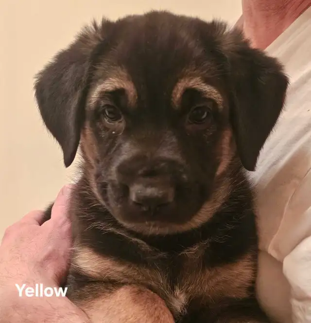 3 German Shepherd Puppies - Photo 3