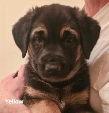 3 German Shepherd Puppies - Photo 3