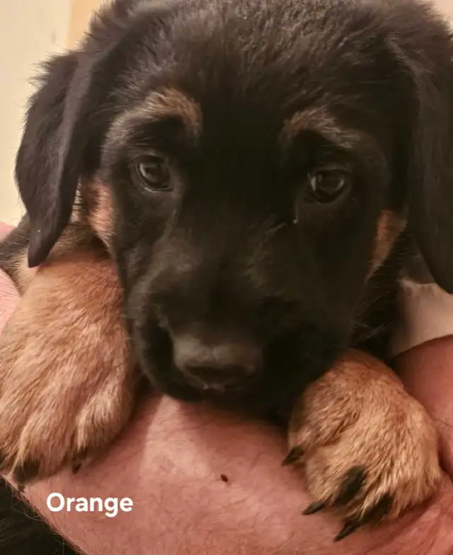 3 German Shepherd Puppies - Photo 4