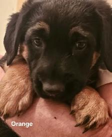 3 German Shepherd Puppies - Photo 4