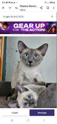 Chatte Siamoise - Photo 2