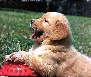 No.1 Dog Walking & Petsitting Services