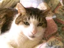 No.1 Dog Walking & Petsitting Services - Photo 6