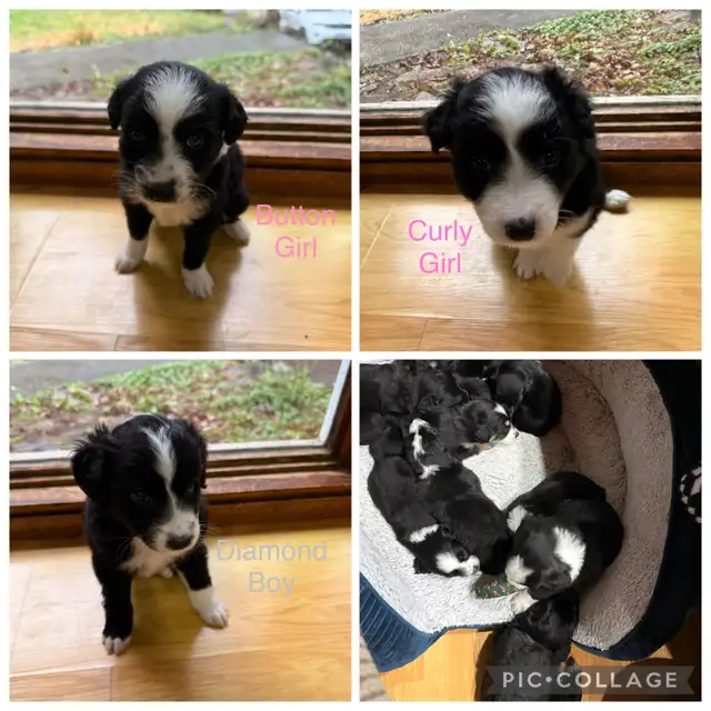 Golden retriever, Australian Shepherd, puppies