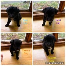 Golden retriever, Australian Shepherd, puppies - Photo 2