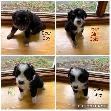 Golden retriever, Australian Shepherd, puppies - Photo 3