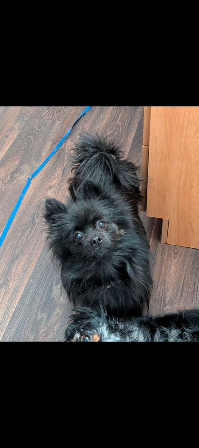 Femelle pomeranienne