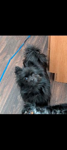 Femelle pomeranienne