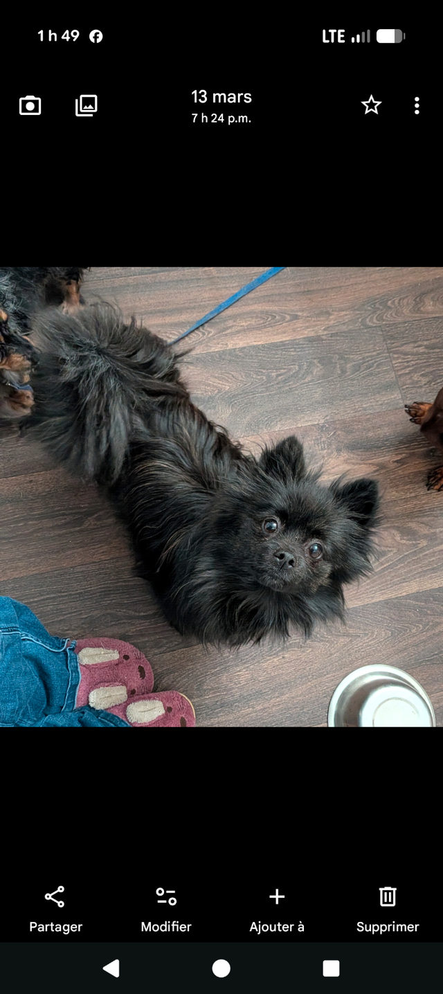 Femelle pomeranienne - Photo 2