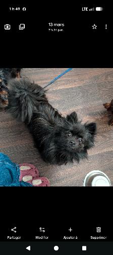 Femelle pomeranienne - Photo 2