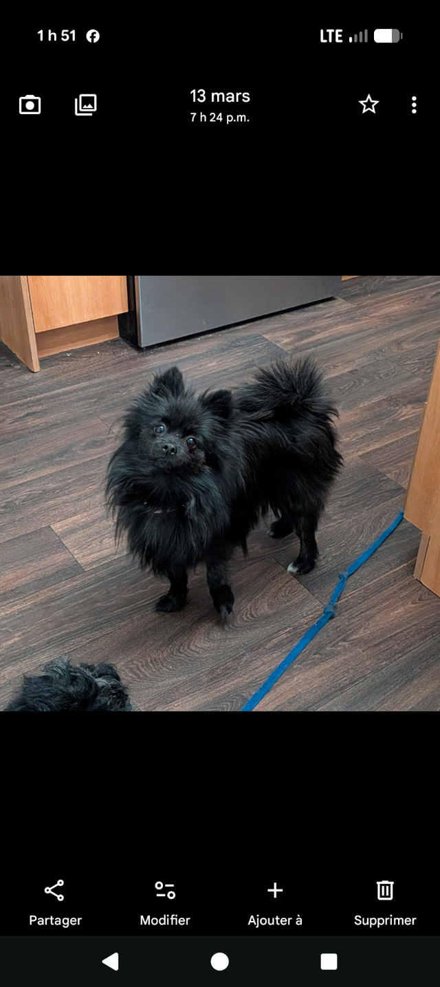 Femelle pomeranienne - Photo 3