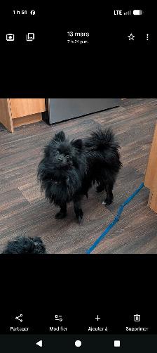 Femelle pomeranienne - Photo 3