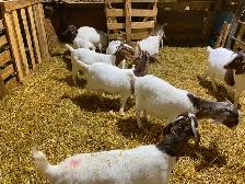 Chèvre Boer - Photo 2