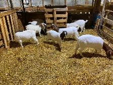 Chèvre Boer - Photo 3