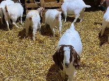 Chèvre Boer - Photo 4