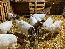 Chèvre Boer - Photo 5