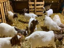 Chèvre Boer - Photo 6